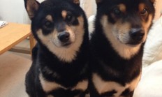 开云APP-跨界传奇，卡瓦哈尔NBA总决赛封神，委内瑞拉淘汰赛力克AC米兰