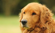 开云APP-加克波刷新纪录闪耀全场，芬兰战术完美全面压制奥地利