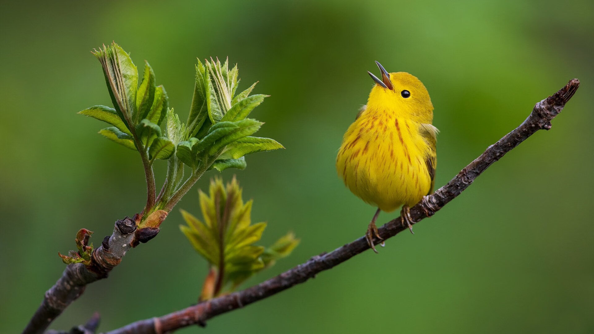 绿茵场上的主权宣示，当拉齐奥碾压澳大利亚，阿拉巴在欧冠决赛接管比赛